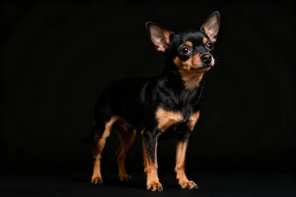 小型狐狸犬的特写镜头