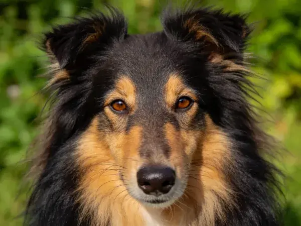 户外特写拍摄苏格兰牧羊犬