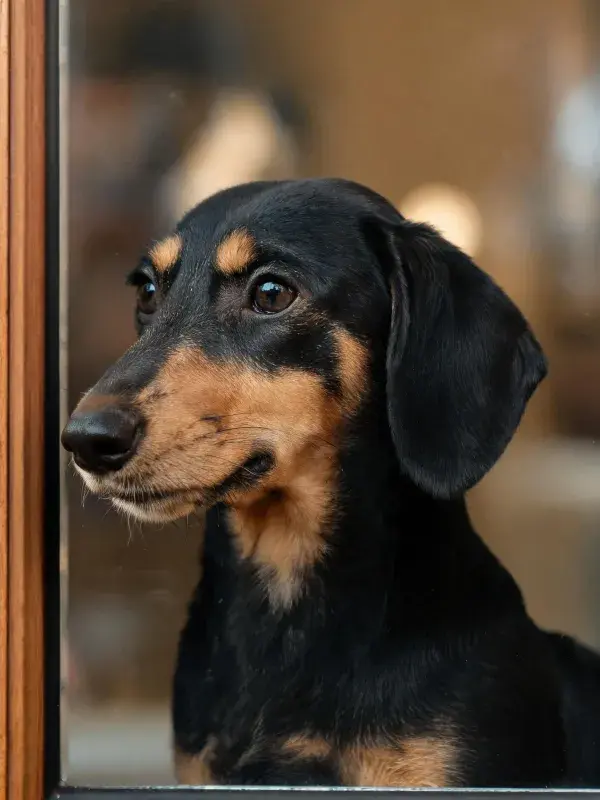 窗边凝望的腊肠犬特写