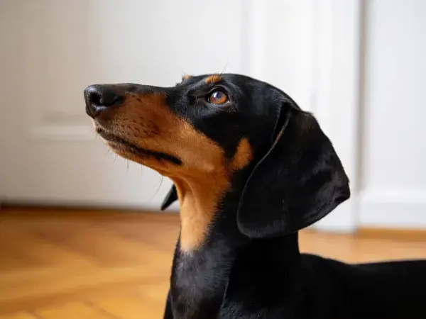 长鼻腊肠犬抬头特写镜头