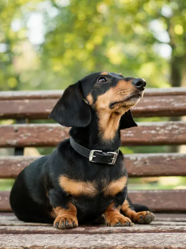 黑棕色腊肠犬坐在公园长椅上