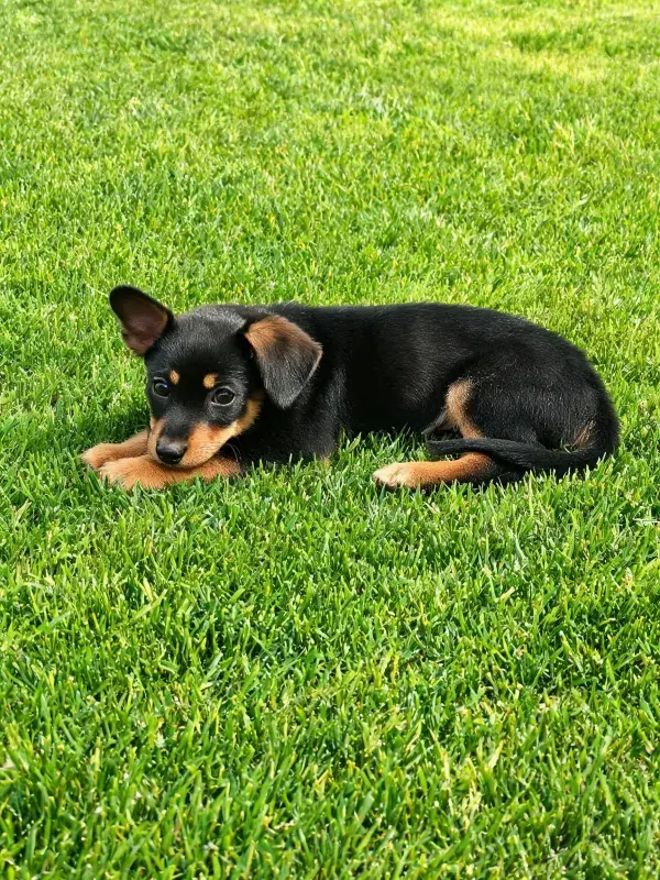 迷你杜宾犬趴卧在草坪特写
