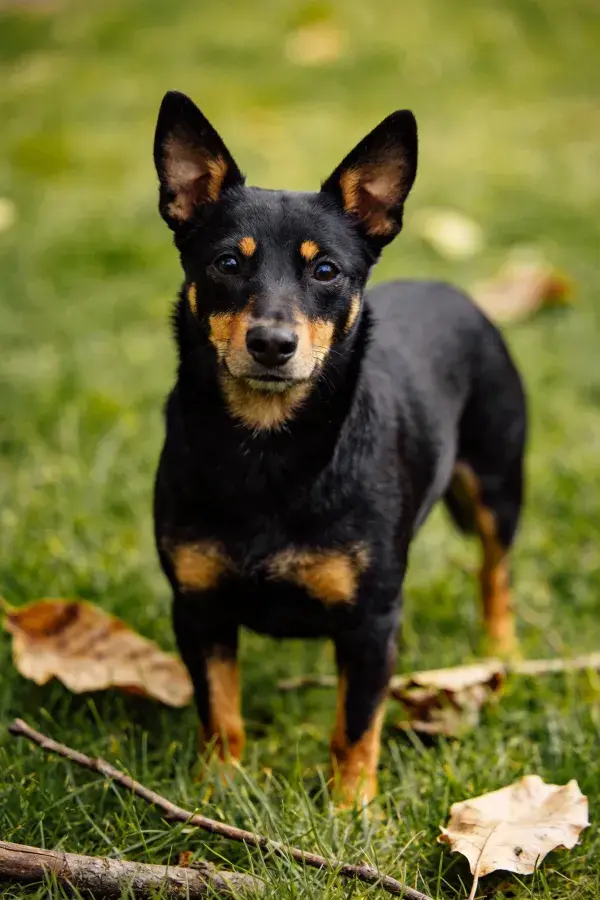 迷你杜宾犬于草地落叶处站立