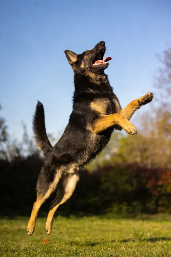 阳光明媚草地上的德国牧羊犬跳跃瞬间