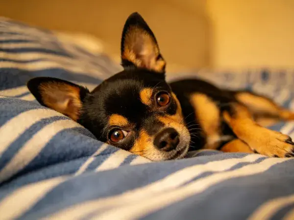 吉娃娃犬躺卧条纹织物特写