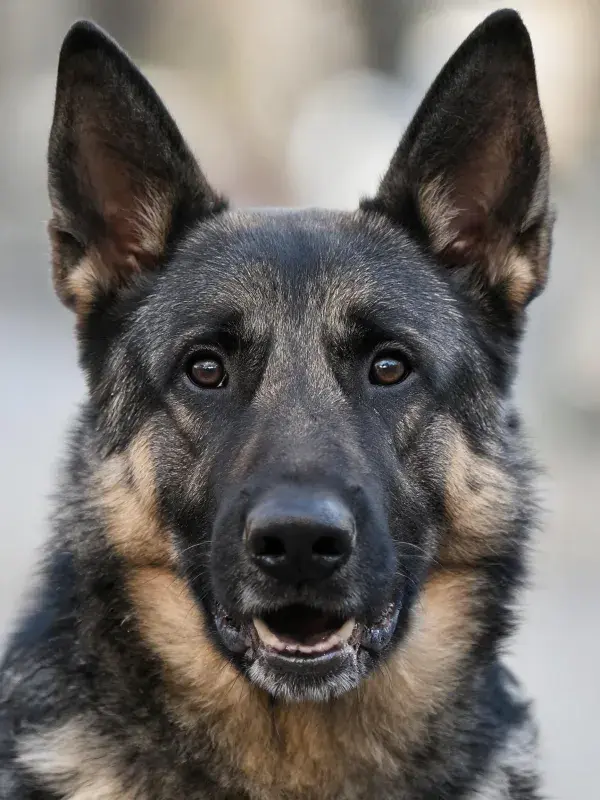 阳光下德国牧羊犬的特写