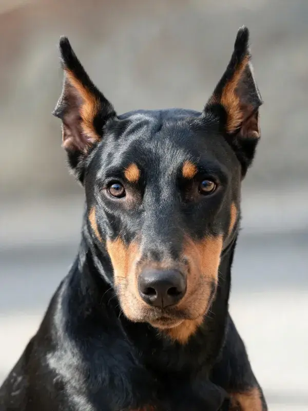 道伯曼犬特写展示头部特征