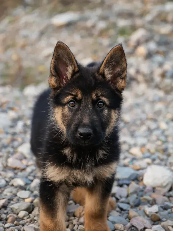 碎石地面上的德国牧羊犬幼崽