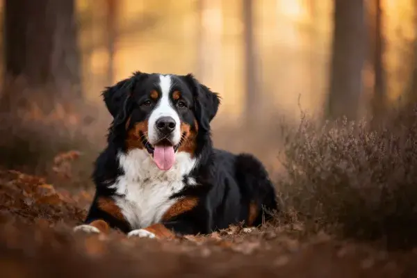 森林中伯恩山犬的静态姿态