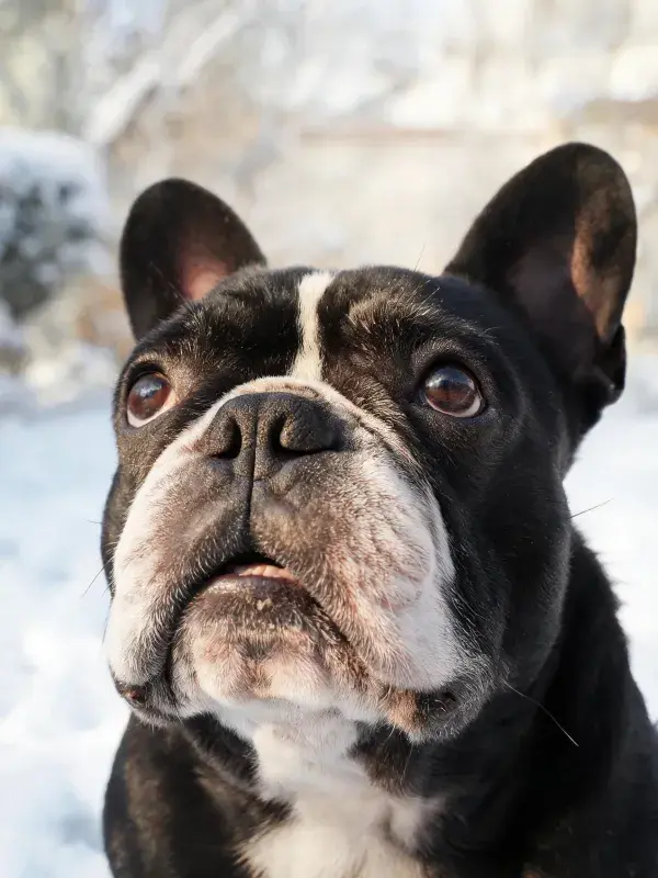 雪地中黑白色法国斗牛犬抬头注视