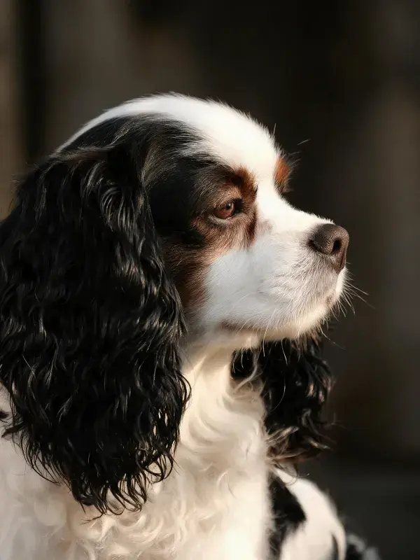 特写镜头下的三色可卡犬
