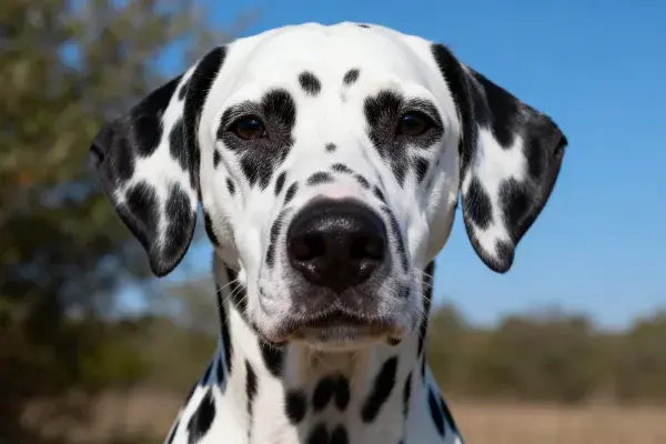 户外环境中的达尔马提犬特写