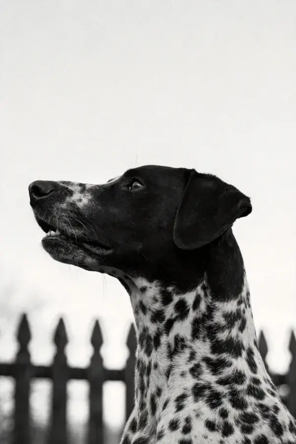 黑白斑点猎犬抬头凝视场景