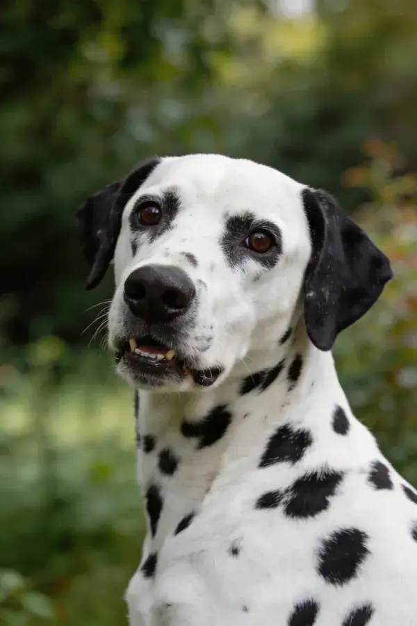 达尔马提犬在树林中特写