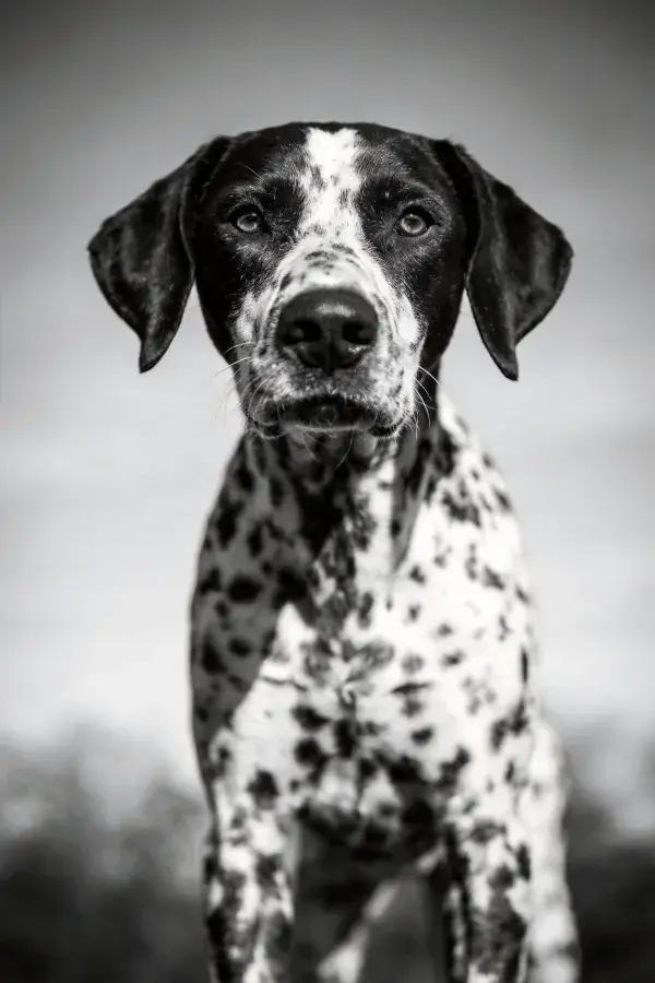 斑点指示犬凝视镜头瞬间