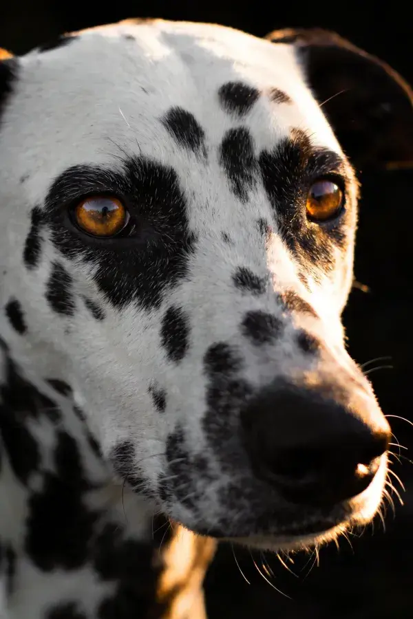 光影中的达尔马提犬特写