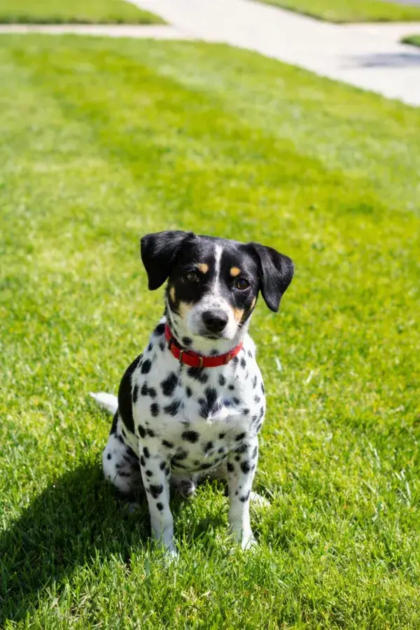 露天草坪上的斑点混血犬