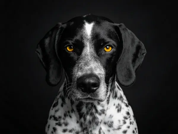 黑白斑点德系短毛指示犬特写镜头