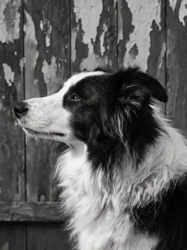 黑白边境牧羊犬在木栅栏前凝视