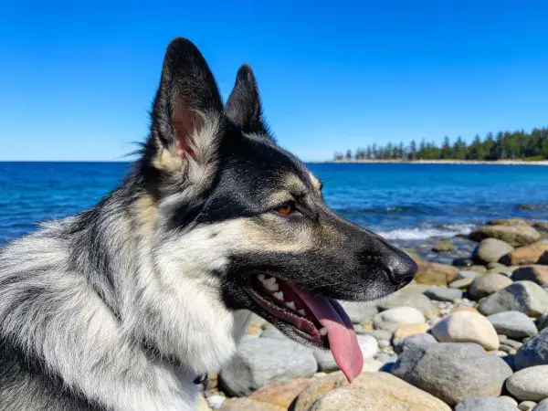 海边岩石处的德国牧羊犬