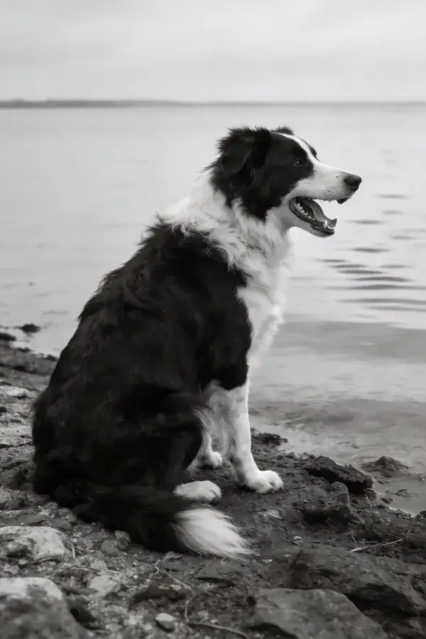 黑白边境牧羊犬岸边坐立
