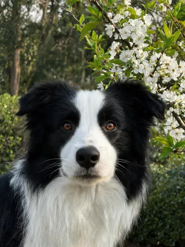 阳光下带白花的树枝旁的边境牧羊犬特写
