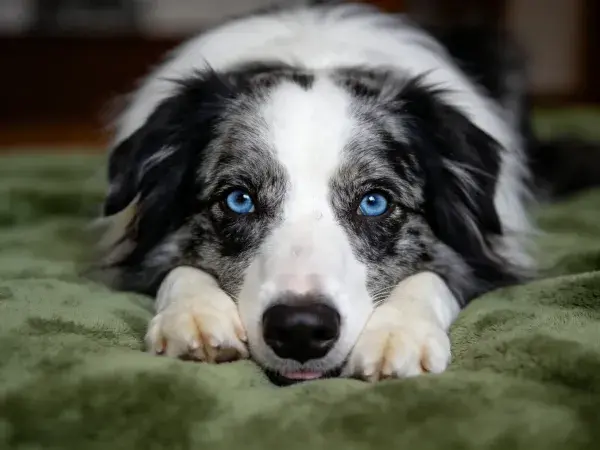 蓝眼边境牧羊犬趴卧在绿色毯子上的特写