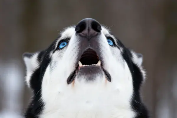 西伯利亚雪橇犬仰视时发声