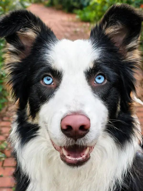 砖石小径旁蓝眼边境牧羊犬特写