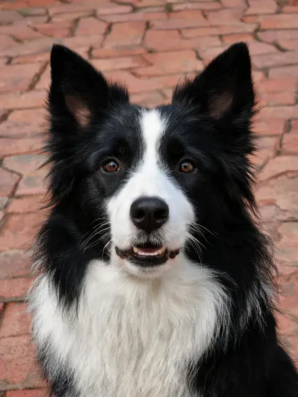砖石路面上的边境牧羊犬