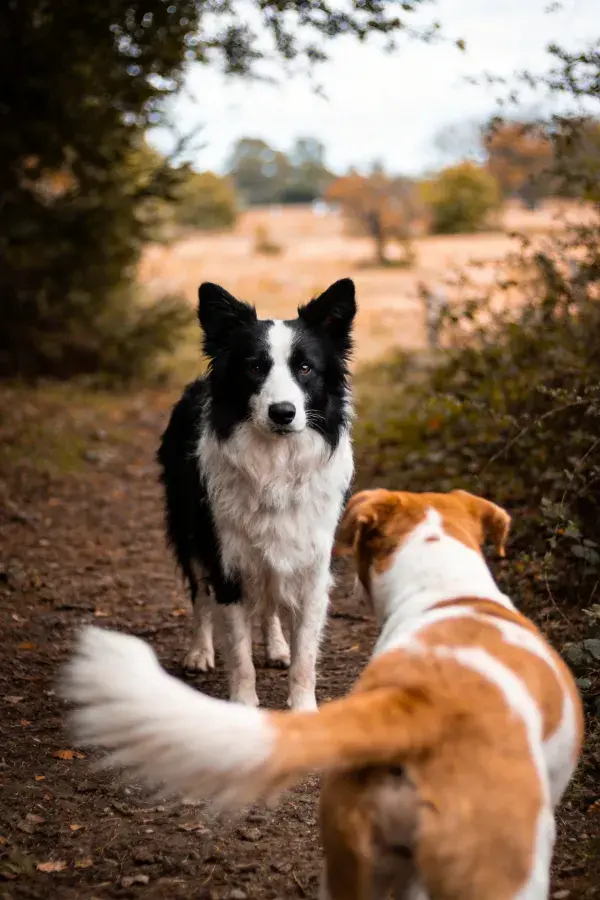 边境牧羊犬与棕白相间犬在林间小道互动