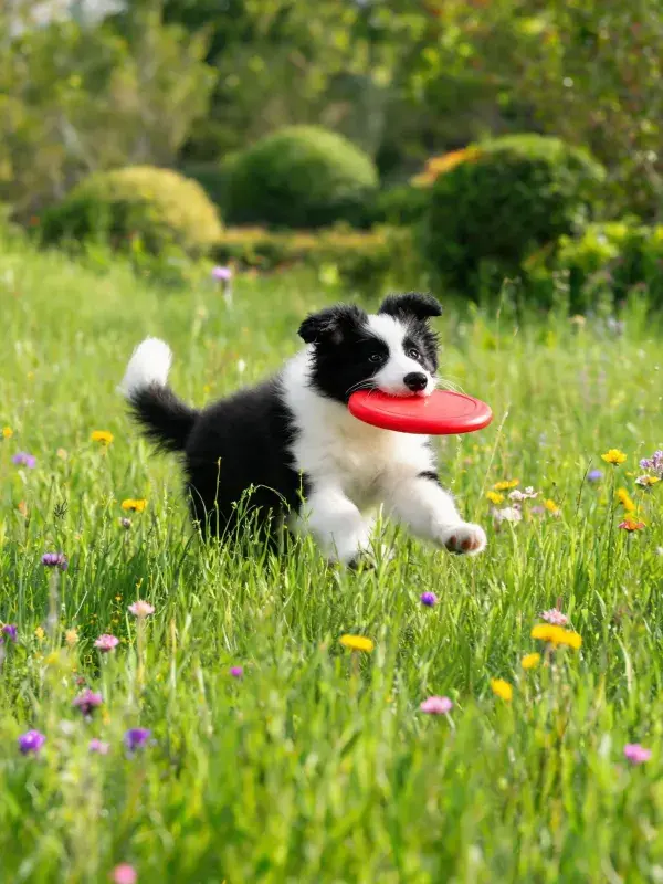 黑白边境牧羊犬在花草草地奔跑衔取飞盘