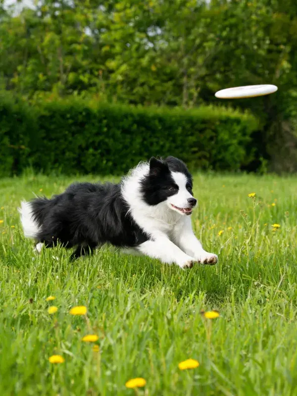 黑白边境牧羊犬草地接飞盘场景