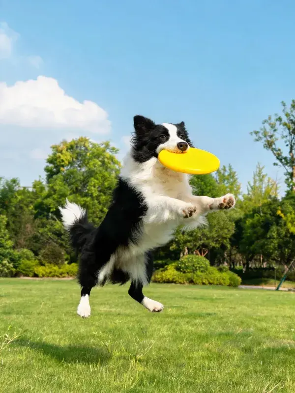 草地上的边境牧羊犬接飞盘场景