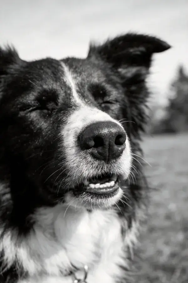 草地上的边境牧羊犬放松姿态