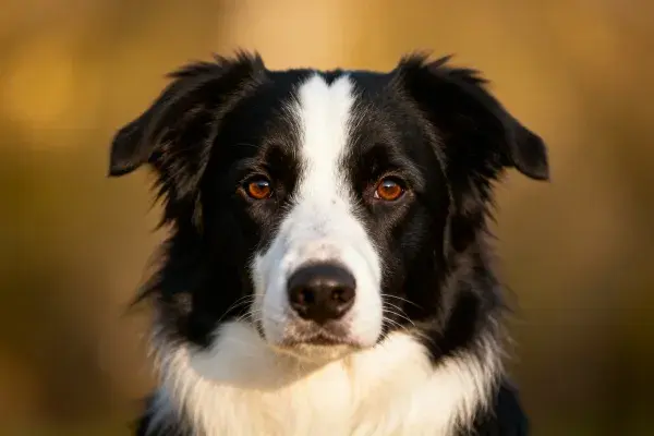 黑白边境牧羊犬特写肖像