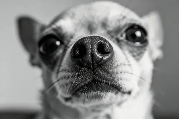 近景特写下的吉娃娃犬面部
