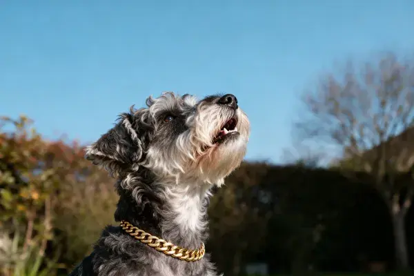 雪纳瑞犬户外晴空特写场景