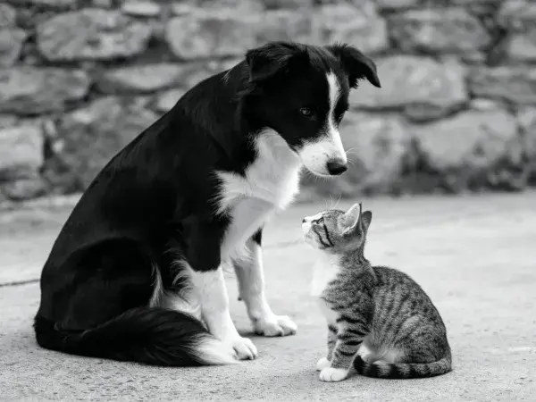 边境牧羊犬与家猫安静对视的场景