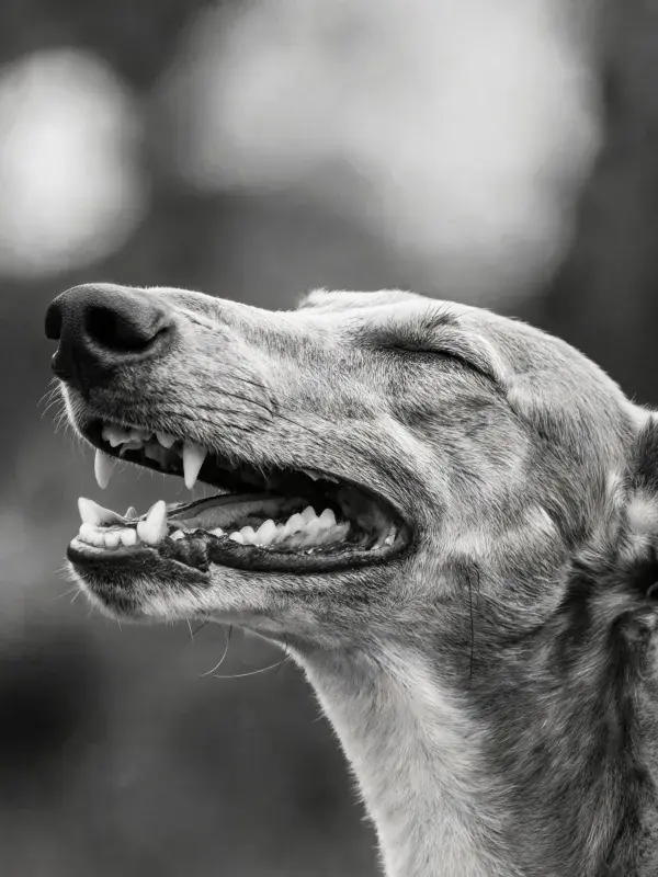 干燥环境中格力犬的特写