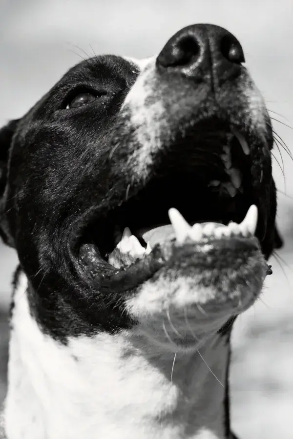 黑白斑纹大型猎犬仰视特写画面
