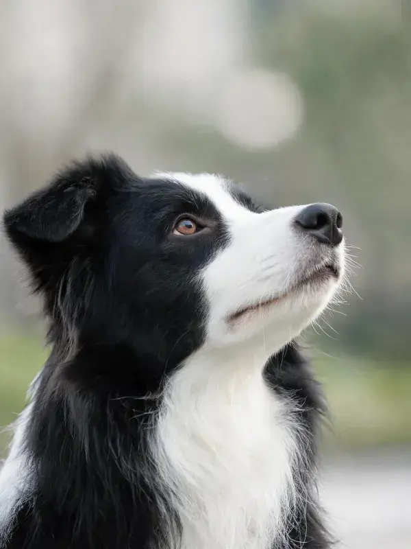 黑白边境牧羊犬仰望特写