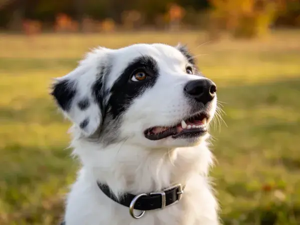 草地黄昏时黑白边境牧羊犬特写