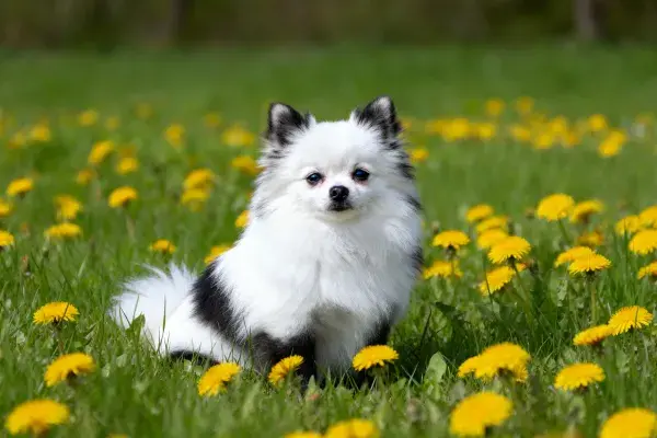 草地蒲公英间的博美犬