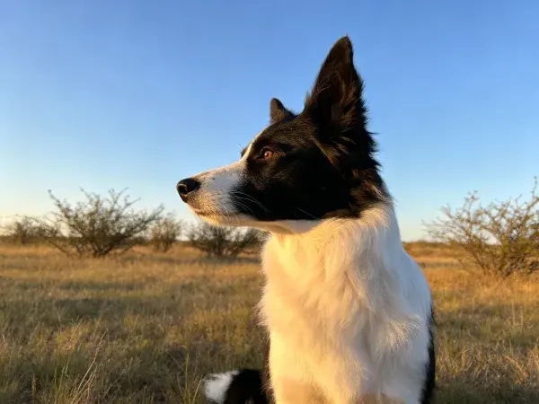 草地黄昏时边境牧羊犬特写