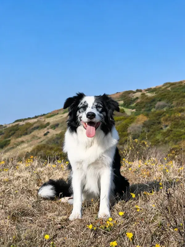 边境牧羊犬在开阔草地的坐姿特写