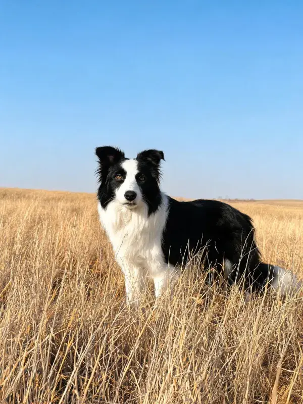 开阔草原上的黑白边境牧羊犬