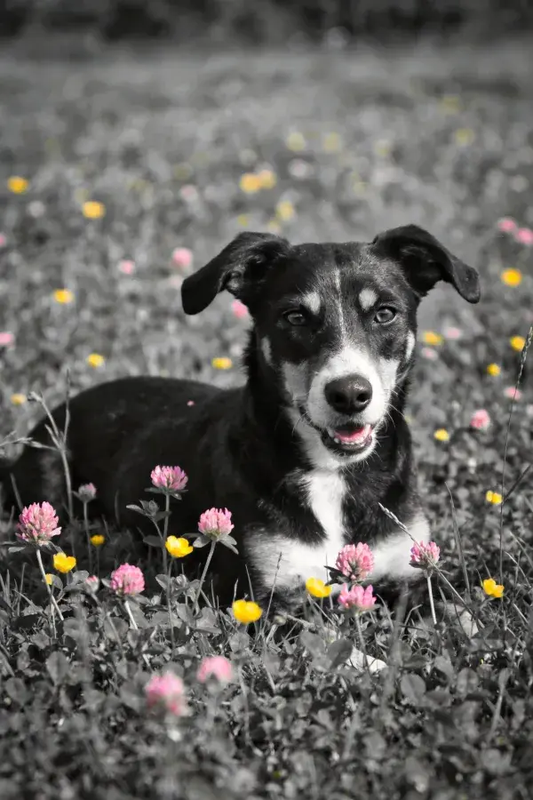 草地野花间的黑白工作犬混种