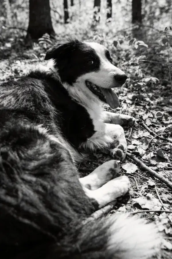 森林环境中黑白边境牧羊犬休息场景