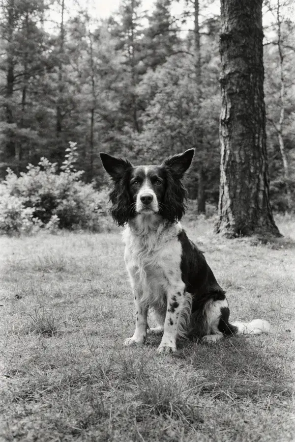 森林草地上的英国史宾格犬